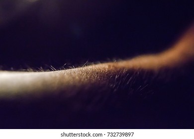 Arm hair of human beings. It reflects the light and shadow.