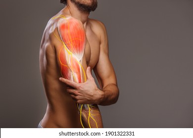 Arm Nerve Pain, Man Holding Painful Zone Injured Point, Human Body Anatomy