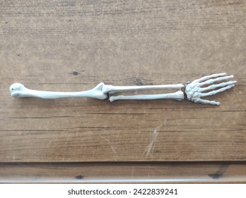 arm skeleton, artificial arm skeleton, plastic skeleton, experimental materials, educational tools. - Powered by Shutterstock