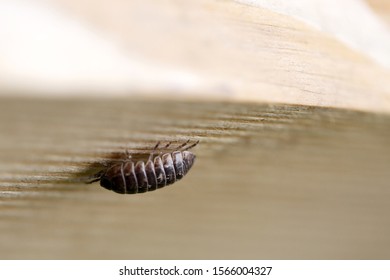 Armadillidium Vulgare, Pill Bug (roly Poly Bug) On Wood.