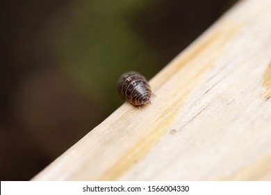 Armadillidium Vulgare, Pill Bug (roly Poly Bug) On Wood.