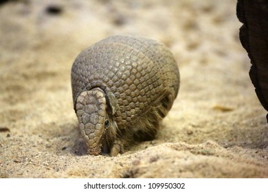 Armadillo