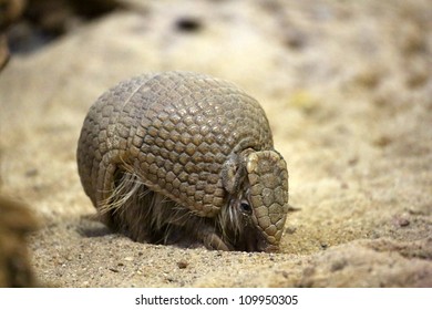 Armadillo