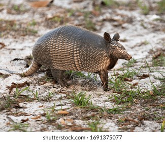 Llanos Long Nosed Armadillo Stock Photo (Edit Now) 1357167692