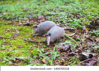 Armadillo Babies In The Yard