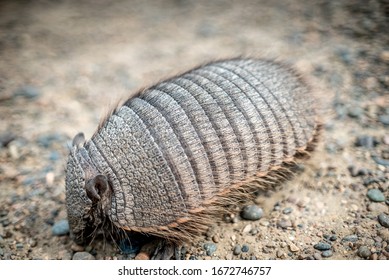 
Armadillo Close-up. Unusual Animal With With Skin Shell Living In South America. Wildlife Of Patagonia, Argentina. Discover World, Travel, Love Nature Concept.