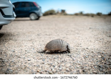 
Armadillo Close-up. Unusual Animal With With Skin Shell Living In South America. Wildlife Of Patagonia, Argentina. Discover World, Travel, Love Nature Concept.