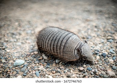 
Armadillo Close-up. Unusual Animal With With Skin Shell Living In South America. Wildlife Of Patagonia, Argentina. Discover World, Travel, Love Nature Concept.