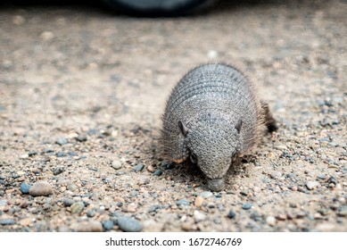 
Armadillo Close-up. Unusual Animal With With Skin Shell Living In South America. Wildlife Of Patagonia, Argentina. Discover World, Travel, Love Nature Concept.