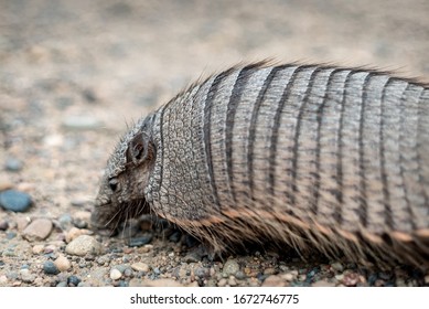 
Armadillo Close-up. Unusual Animal With With Skin Shell Living In South America. Wildlife Of Patagonia, Argentina. Discover World, Travel, Love Nature Concept.