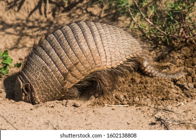 Armadillo Digging His Burrow, La Pampa , Patagonia, Argentina.