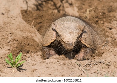 Armadillo Digging His Burrow, La Pampa , Patagonia, Argentina.