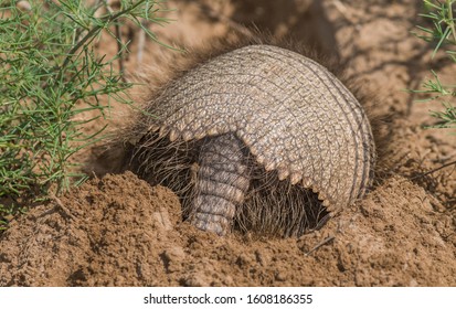 Armadillo Digging His Burrow, La Pampa , Patagonia, Argentina.