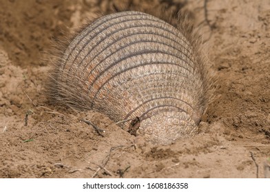 Armadillo Digging His Burrow, La Pampa , Patagonia, Argentina.