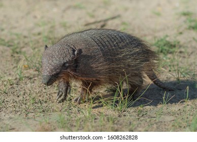 Armadillo Digging His Burrow, La Pampa , Patagonia, Argentina.