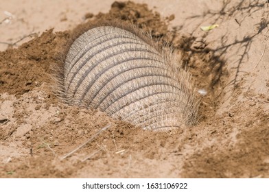 Armadillo Digging His Burrow, La Pampa , Patagonia, Argentina.