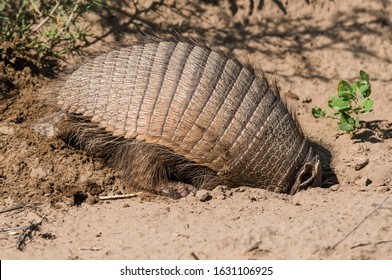 Armadillo Digging His Burrow, La Pampa , Patagonia, Argentina.