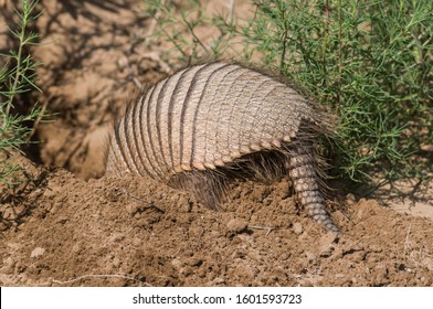 Armadillo Digging You Burrow, La Pampa , Patagonia, Argentina.