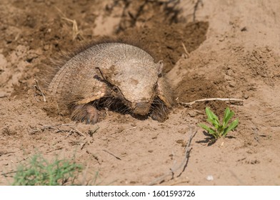 Armadillo Digging You Burrow, La Pampa , Patagonia, Argentina.