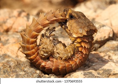 cute armadillo lizard