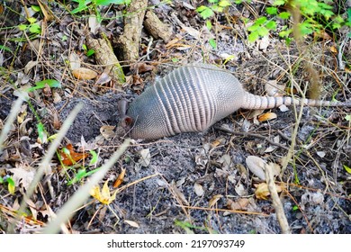 Armadillo is looking for food in grass	
