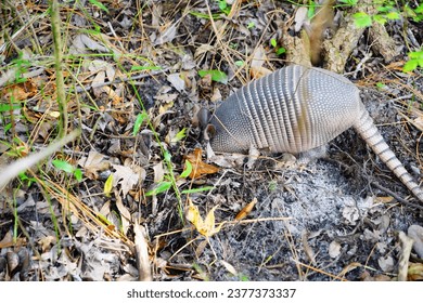 Armadillo is looking for food from soil