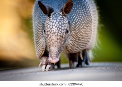 Armadillo Near Everglades