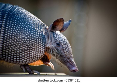 Armadillo Near Everglades