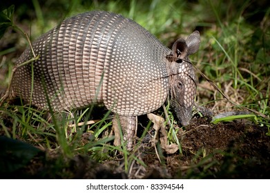 Armadillo Near Everglades