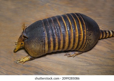 Armadillo Nine-belted (Latin Dasypus Novemcinctus) With A Beautiful Scaly Brown Skin On A Gray Background. The Animal World Is Mammals.