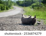 An armadillo roadkill on side of a curving road, upside down with flies, street in the background