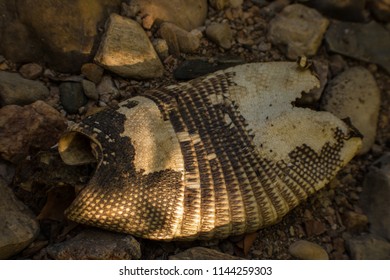 An Armadillo Skin Found On The Banks Of Spring Feed Pecan Crekk Near Marble Falls, TX