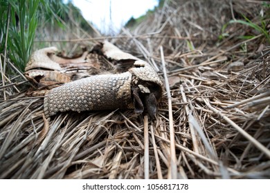 A Armadillo Skin On The Ground