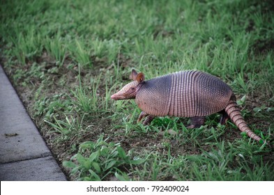 An Armadillo Standing In The Grass