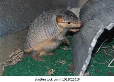 Armadillo Standing On Two Feet