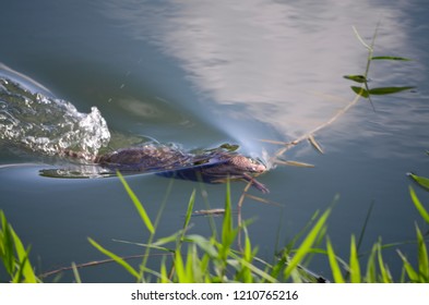 Armadillo Swimming In Fresh Water Pond In Costa Rica