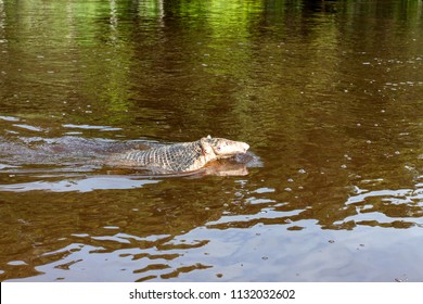 Armadillo Swimming In A River