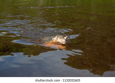 Armadillo Swimming In A River