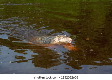 Armadillo Swimming In A River