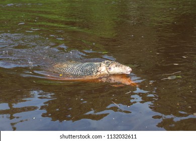 Armadillo Swimming In A River