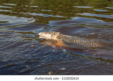 Armadillo Swimming In A River