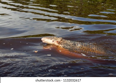 Armadillo Swimming In A River