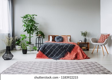 Armchair Next To Red Bed With Black Blanket In Bedroom Interior With Carpet And Plants. Real Photo