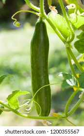 Armenian Cucumber Plant