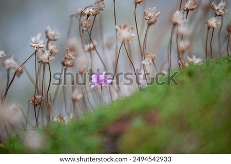 Similar – Image, Stock Photo Armeria maritima, beach grass carnation, on salt marshes near the coast