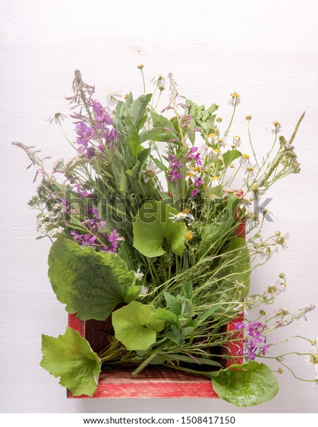 Armful Fresh Medicinal Plants Box On Stock Photo Edit Now 1508417150