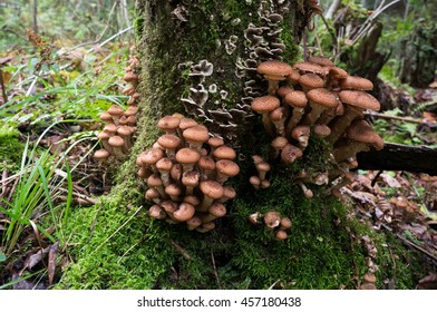 Armillaria