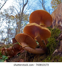 Armillaria Gallica Mushroom 
