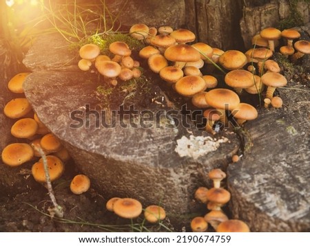 Armillaria mellea, honey agarics on a rotten stump in the forest. Beautiful edible mushroom.