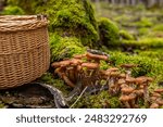 Armillaria mellea, honey fungus, is an edible basidiomycete fungus. Stump mushroom, stumpie, pipinky or pinky in wicker basket in nature in forest on the moss ground. Close up, macro. Selective focus